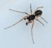 Pachygnatha degeeri